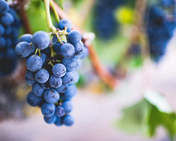 grapes